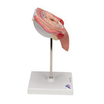 Fetus Model, 5th Month in Dorsal Position - 3B Smart Anatomy