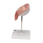 Fetus Model, 5th Month in Dorsal Position - 3B Smart Anatomy