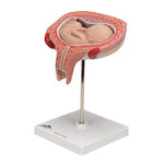 Fetus Model, 5th Month in Dorsal Position - 3B Smart Anatomy