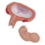 Fetus Model, 5th Month in Dorsal Position - 3B Smart Anatomy