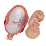 Fetus Model, 7th Month - 3B Smart Anatomy
