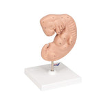 Human Embryo Model, 25 times Life-Size - 3B Smart Anatomy