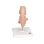 Human Embryo Model, 25 times Life-Size - 3B Smart Anatomy
