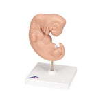 Human Embryo Model, 25 times Life-Size - 3B Smart Anatomy