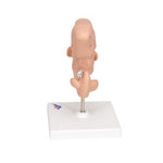 Human Embryo Model, 25 times Life-Size - 3B Smart Anatomy