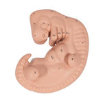 Human Embryo Model, 25 times Life-Size - 3B Smart Anatomy