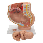 Pregnancy Pelvis Model in Median Section with Removable Fetus (40 weeks), 3 part - 3B Smart Anatomy