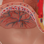 Pregnancy Pelvis Model in Median Section with Removable Fetus (40 weeks), 3 part - 3B Smart Anatomy