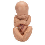 Pregnancy Pelvis Model in Median Section with Removable Fetus (40 weeks), 3 part - 3B Smart Anatomy