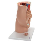 Pregnancy Pelvis Model in Median Section with Removable Fetus (40 weeks), 3 part - 3B Smart Anatomy