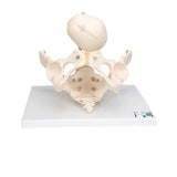 Childbirth Demonstration Pelvis Skeleton Model with Fetal Skull - 3B Smart Anatomy