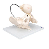 Childbirth Demonstration Pelvis Skeleton Model with Fetal Skull - 3B Smart Anatomy