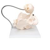 Childbirth Demonstration Pelvis Skeleton Model with Fetal Skull - 3B Smart Anatomy