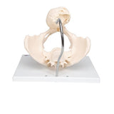 Childbirth Demonstration Pelvis Skeleton Model with Fetal Skull - 3B Smart Anatomy