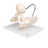 Childbirth Demonstration Pelvis Skeleton Model with Fetal Skull - 3B Smart Anatomy