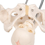 Childbirth Demonstration Pelvis Skeleton Model with Fetal Skull - 3B Smart Anatomy