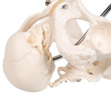 Childbirth Demonstration Pelvis Skeleton Model with Fetal Skull - 3B Smart Anatomy