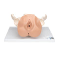 Female Pelvis Skeleton with Genital Organs, 3 part - 3B Smart Anatomy
