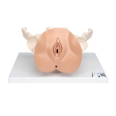 Female Pelvis Skeleton with Genital Organs, 3 part - 3B Smart Anatomy