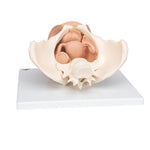 Female Pelvis Skeleton with Genital Organs, 3 part - 3B Smart Anatomy