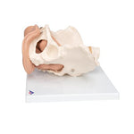 Female Pelvis Skeleton with Genital Organs, 3 part - 3B Smart Anatomy