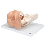 Female Pelvis Skeleton with Genital Organs, 3 part - 3B Smart Anatomy