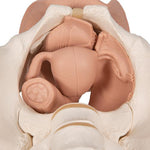 Female Pelvis Skeleton with Genital Organs, 3 part - 3B Smart Anatomy