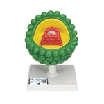 HIV Model - 3B Smart Anatomy