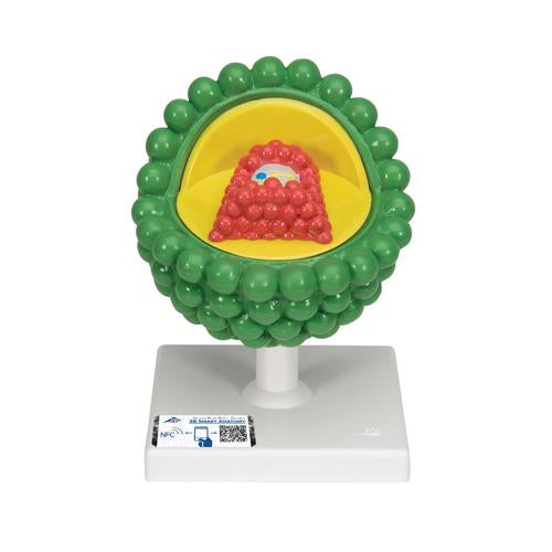 HIV Model - 3B Smart Anatomy