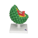 HIV Model - 3B Smart Anatomy