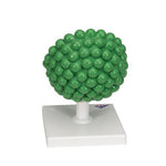 HIV Model - 3B Smart Anatomy