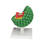 HIV Model - 3B Smart Anatomy