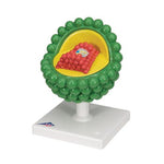 HIV Model - 3B Smart Anatomy
