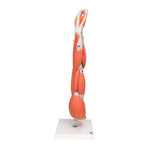 Muscle Arm Model, 3/4 Life-Size, 6 part - 3B Smart Anatomy