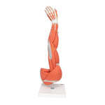 Muscle Arm Model, 3/4 Life-Size, 6 part - 3B Smart Anatomy