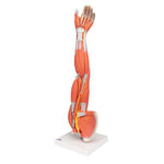 Muscle Arm Model, 3/4 Life-Size, 6 part - 3B Smart Anatomy