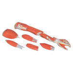 Muscle Arm Model, 3/4 Life-Size, 6 part - 3B Smart Anatomy