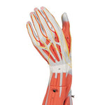 Muscle Arm Model, 3/4 Life-Size, 6 part - 3B Smart Anatomy