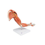 Life-Size Deluxe Muscle Arm Model, 6 part - 3B Smart Anatomy