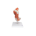 Life-Size Deluxe Muscle Arm Model, 6 part - 3B Smart Anatomy