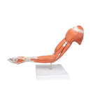 Life-Size Deluxe Muscle Arm Model, 6 part - 3B Smart Anatomy