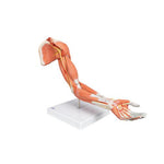 Life-Size Deluxe Muscle Arm Model, 6 part - 3B Smart Anatomy