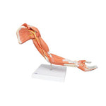Life-Size Deluxe Muscle Arm Model, 6 part - 3B Smart Anatomy
