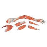 Life-Size Deluxe Muscle Arm Model, 6 part - 3B Smart Anatomy