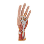 Life-Size Hand Model with Muscles, Tendons, Ligaments, Nerves & Arteries, 3 part - 3B Smart Anatomy