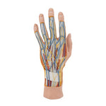 Life-Size Hand Model with Muscles, Tendons, Ligaments, Nerves & Arteries, 3 part - 3B Smart Anatomy