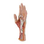 Life-Size Hand Model with Muscles, Tendons, Ligaments, Nerves & Arteries, 3 part - 3B Smart Anatomy