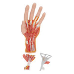 Life-Size Hand Model with Muscles, Tendons, Ligaments, Nerves & Arteries, 3 part - 3B Smart Anatomy