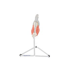 Life-Size Finger Model with Muscles & Tendons - 3B Smart Anatomy