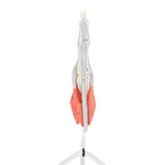 Life-Size Finger Model with Muscles & Tendons - 3B Smart Anatomy